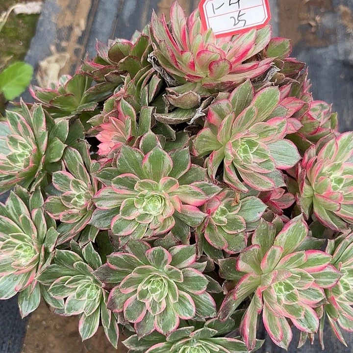 万花筒多肉法师不包损25