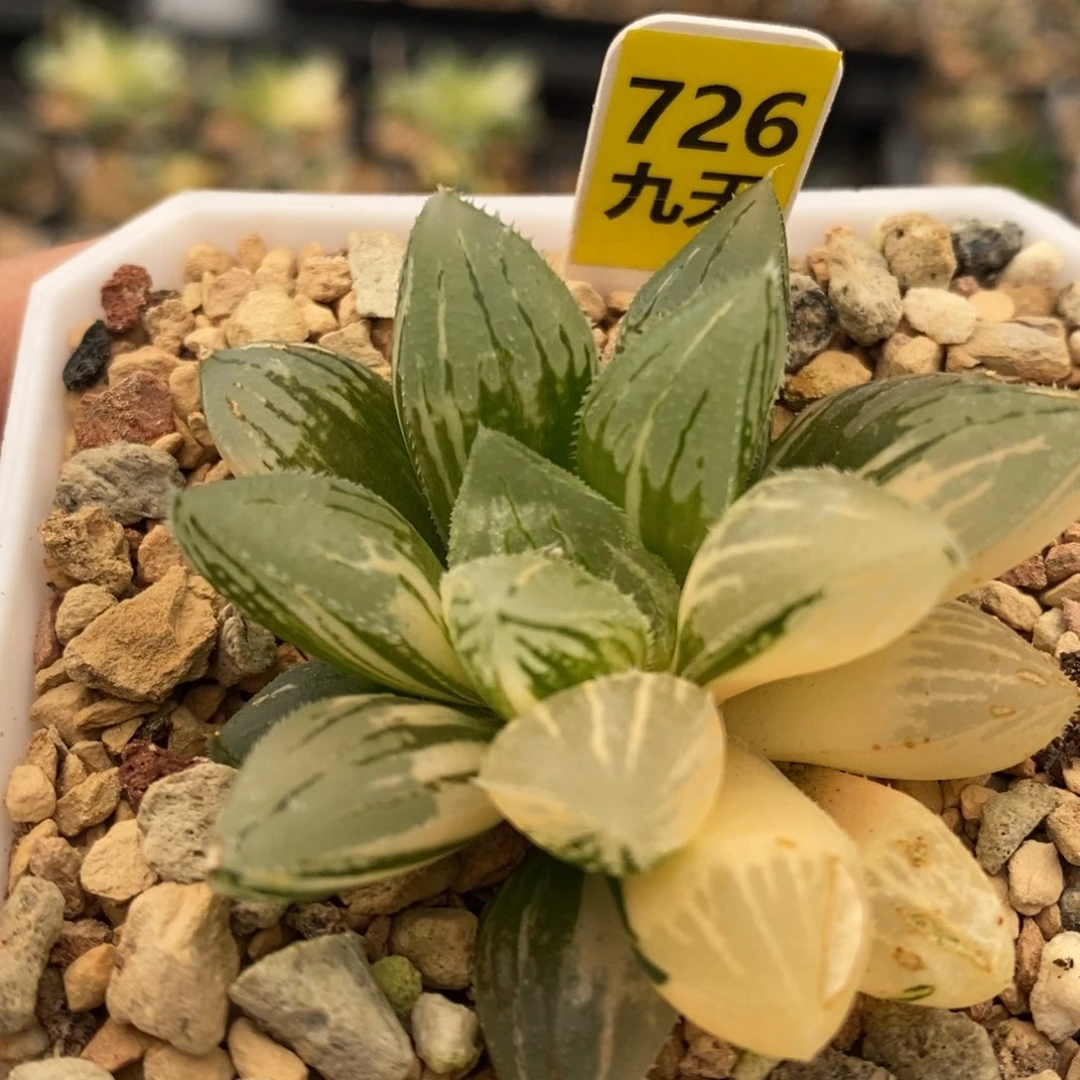 726号冰砂糖锦带盆