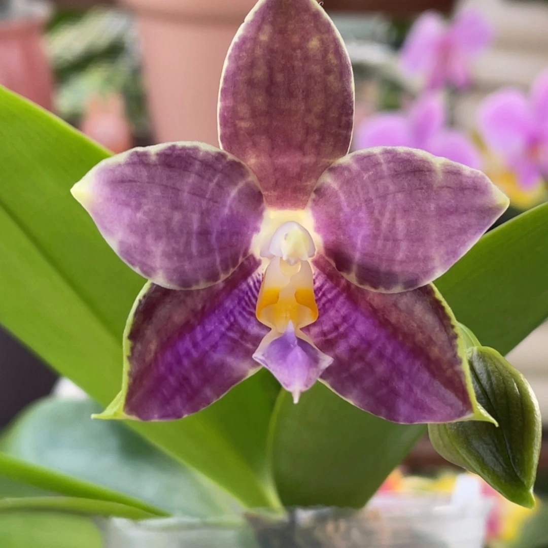 大部分开放少量花苞金虎交蓝豹（少根）优惠出