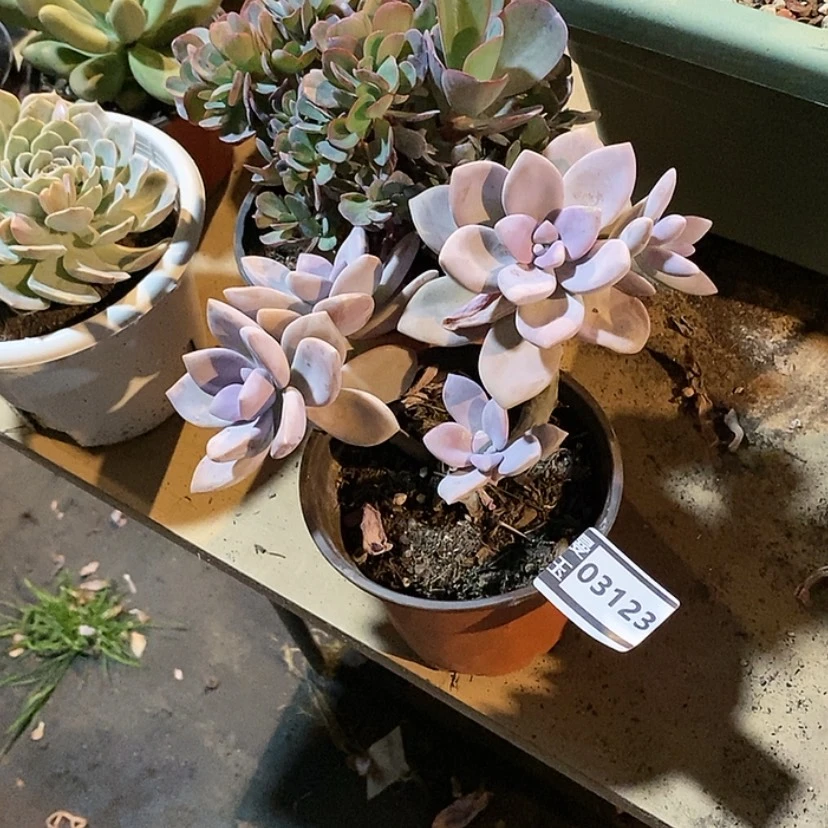 【闪购商品】桃霜03123