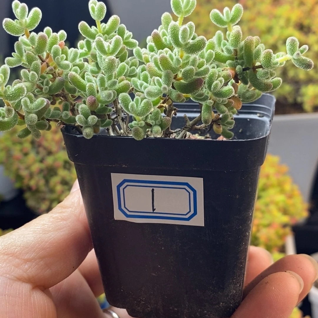 完全开放1号小冰晶