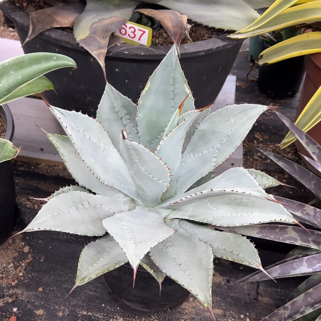 龙趾龙舌兰系列龙舌兰