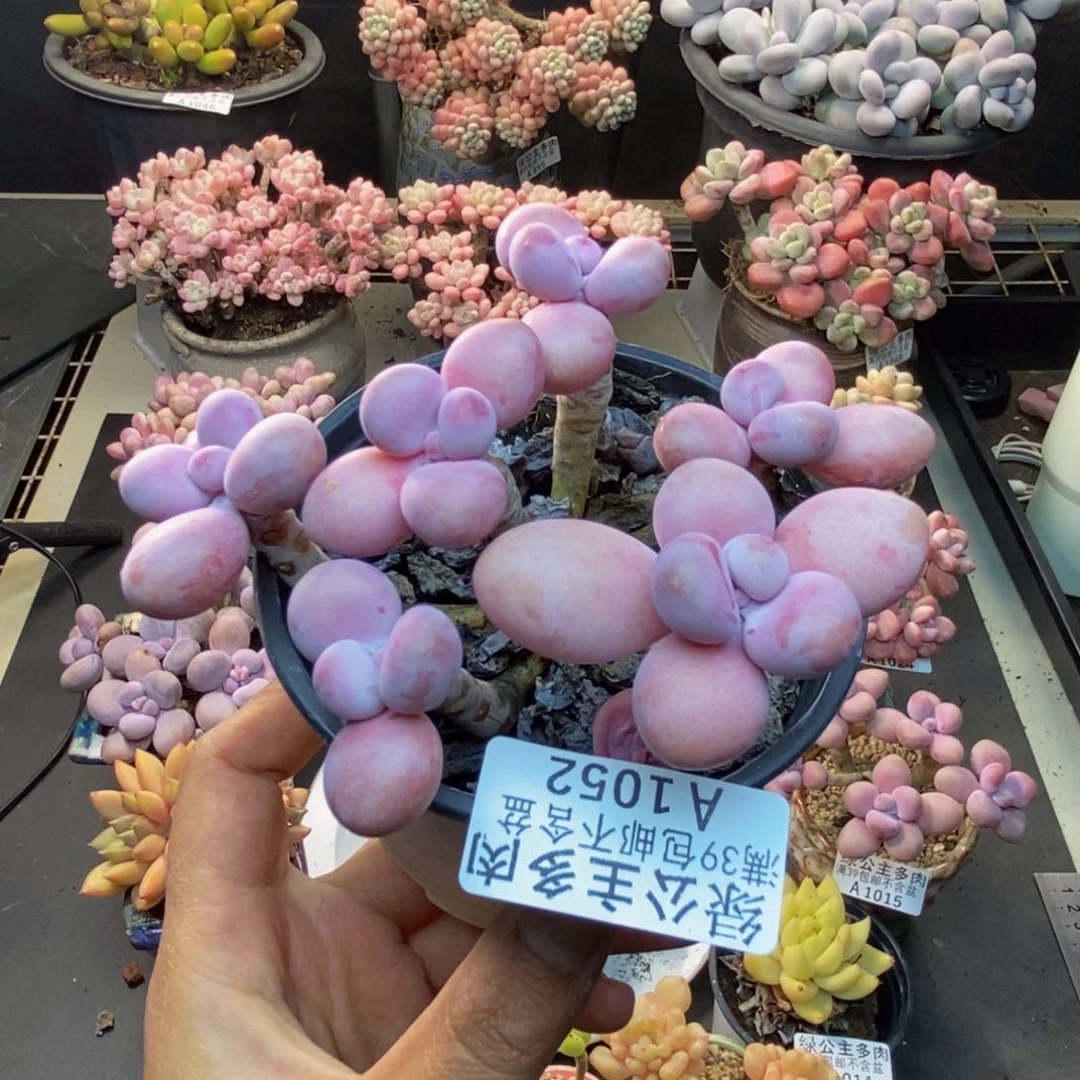 052糖果桃蛋多肉9c m