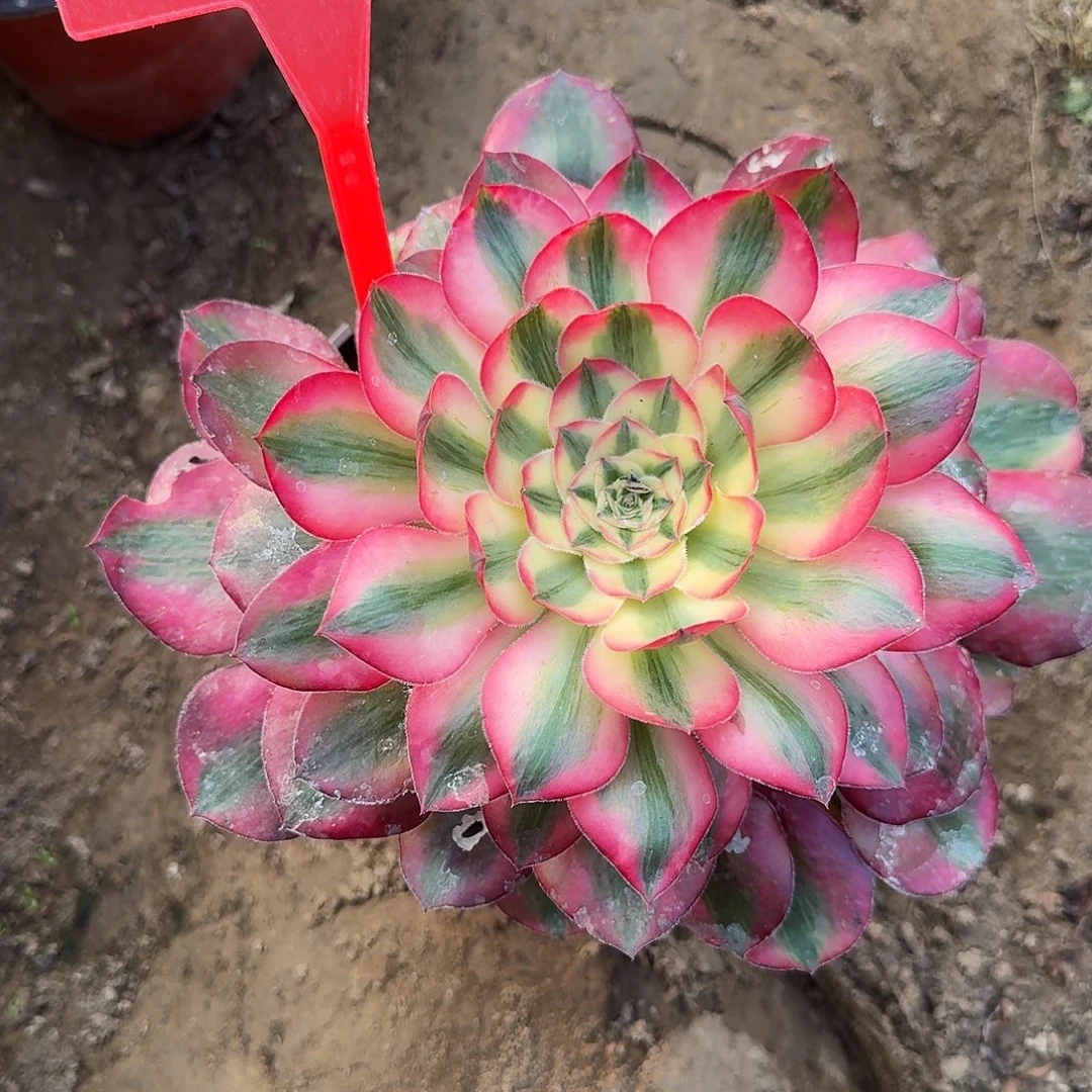 梁***烨4123爱丽丝多肉法师