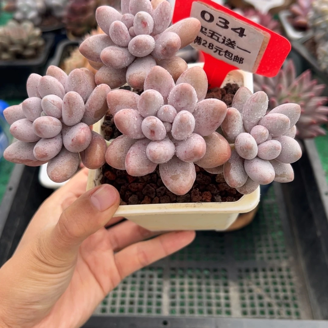 表妹精品多肉植物034.