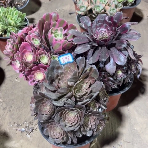 898多肉植物组合