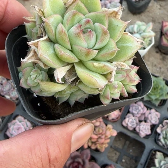 204潘多拉多肉植物多