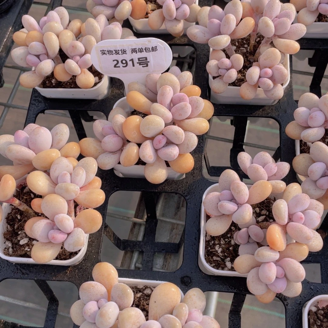 291号 丸叶粉桃蛋四头起一个