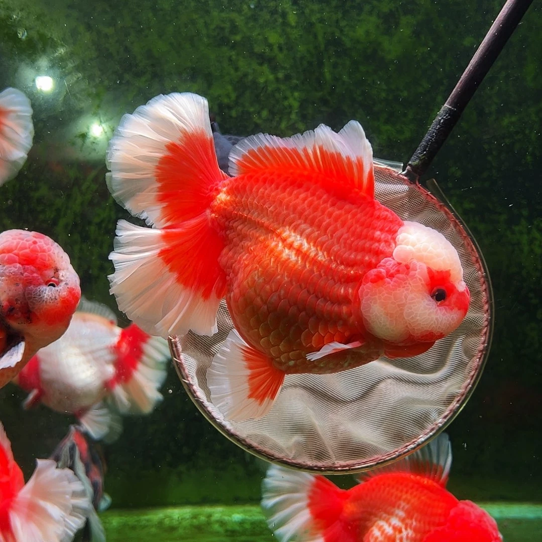 金鱼百褶泰狮冷水金鱼