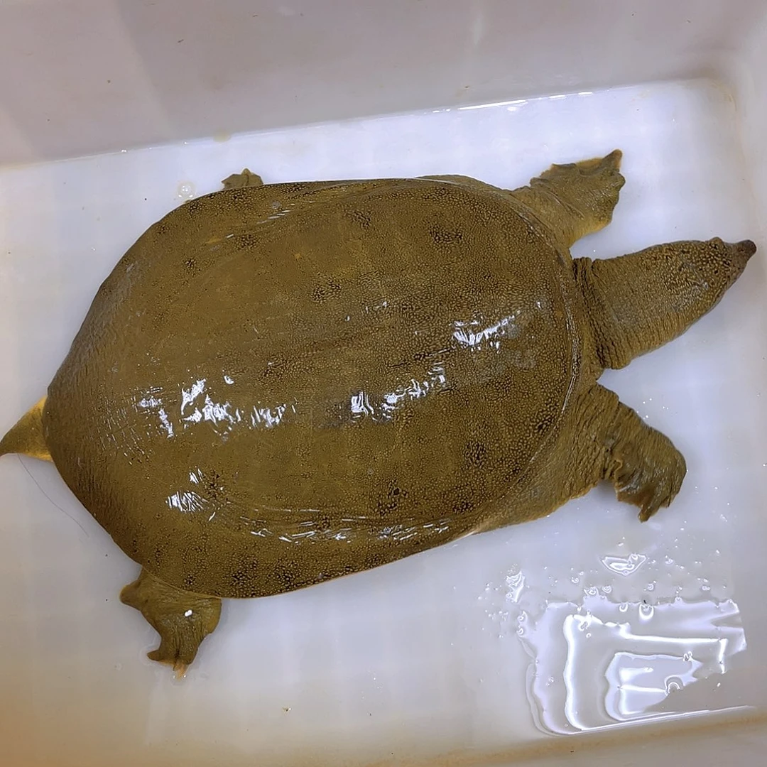 中国大陆野生甲鱼包邮