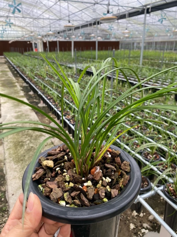 大基地纯自然养殖莲瓣兰春兰建兰惠兰春剑盆景苗基地直供美观花卉