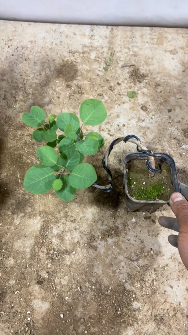 黄栌中式禅意小盆景