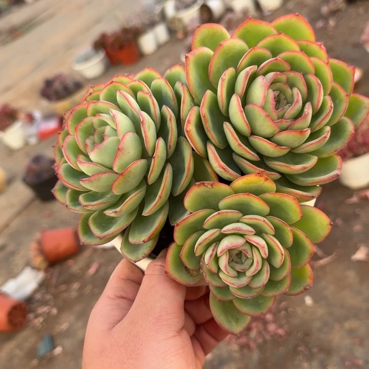 晨露三头起发大盆