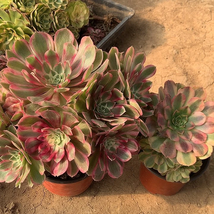 雨合孔雀多肉植物8