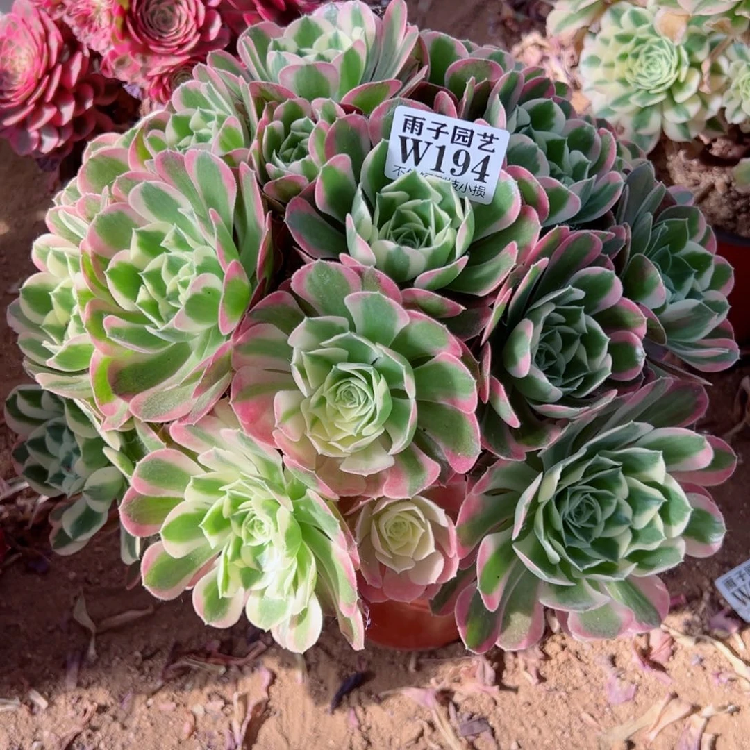 架**梅194白凤尺寸35左右