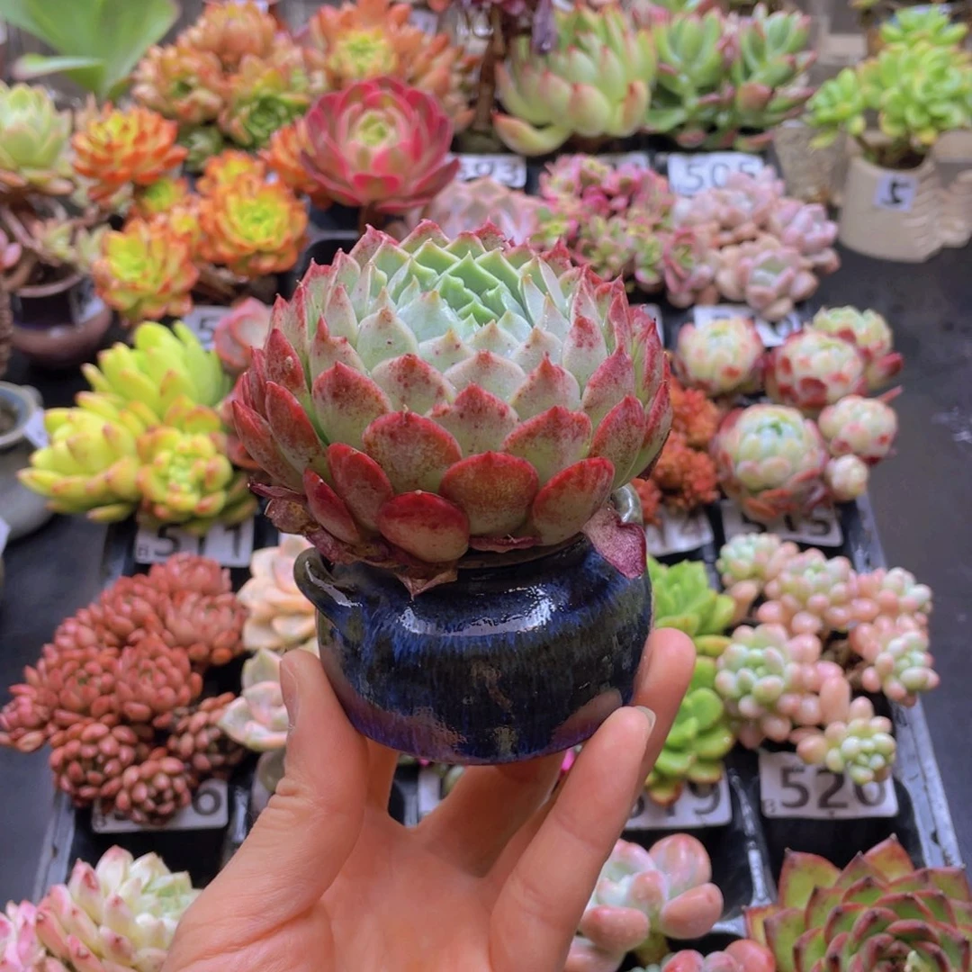 m***o花器花器好花器花器