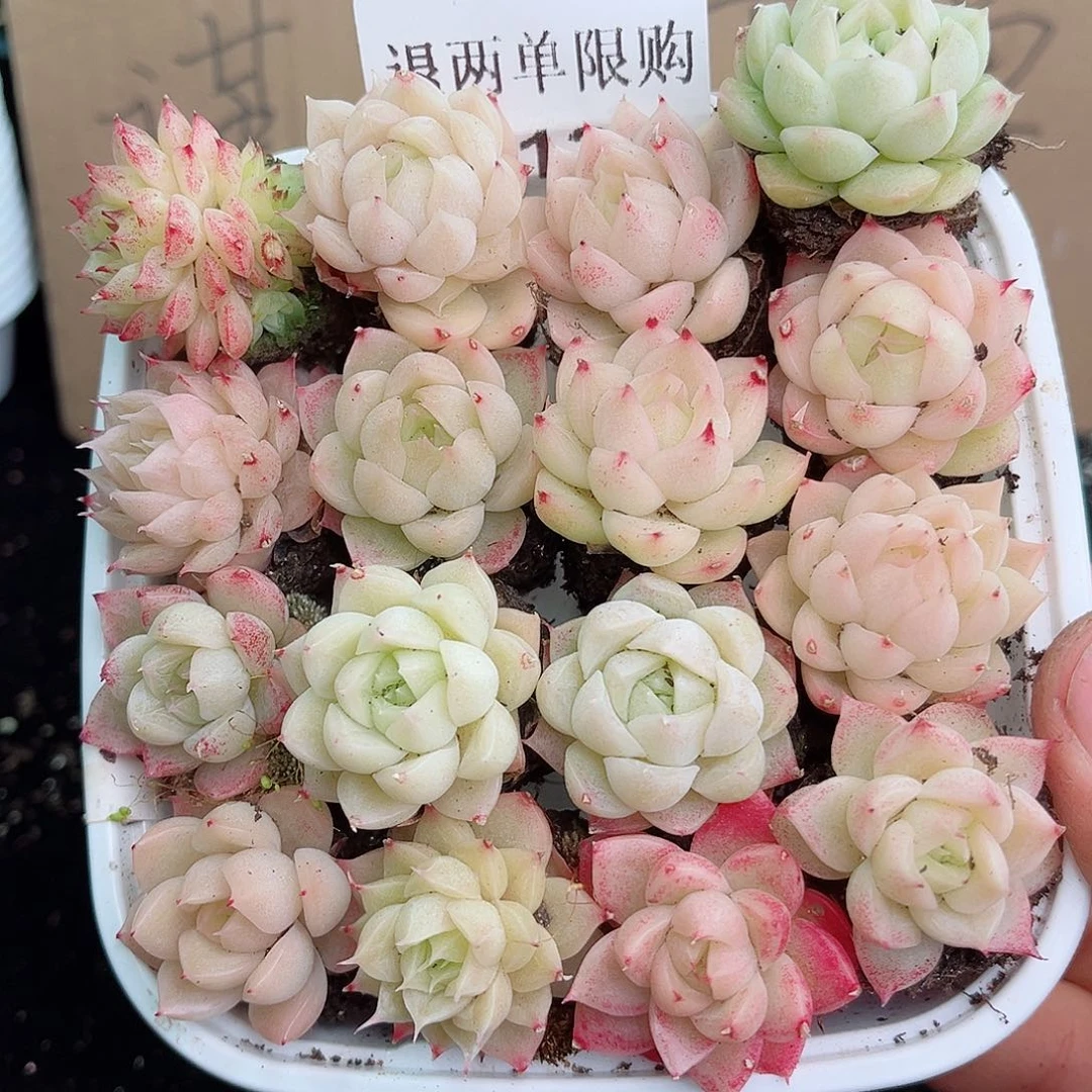 1-128 新疆西藏内蒙不发12.8包邮2-3公分多肉