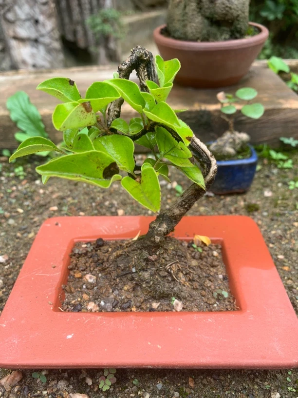 香山红叶黄栌盆景