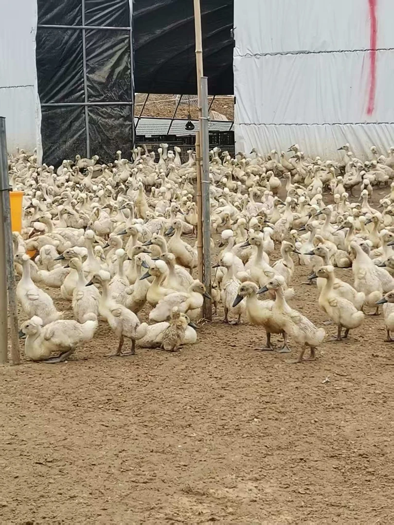 无凤头的白鸭 鸭肉包邮 5只装  1只2斤