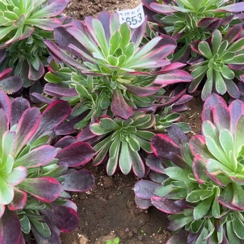 653金丝雀不包断枝