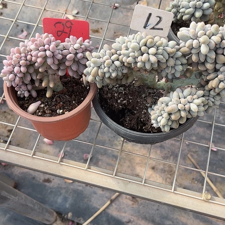 冰***淋两单包邮，一物一拍，29,12