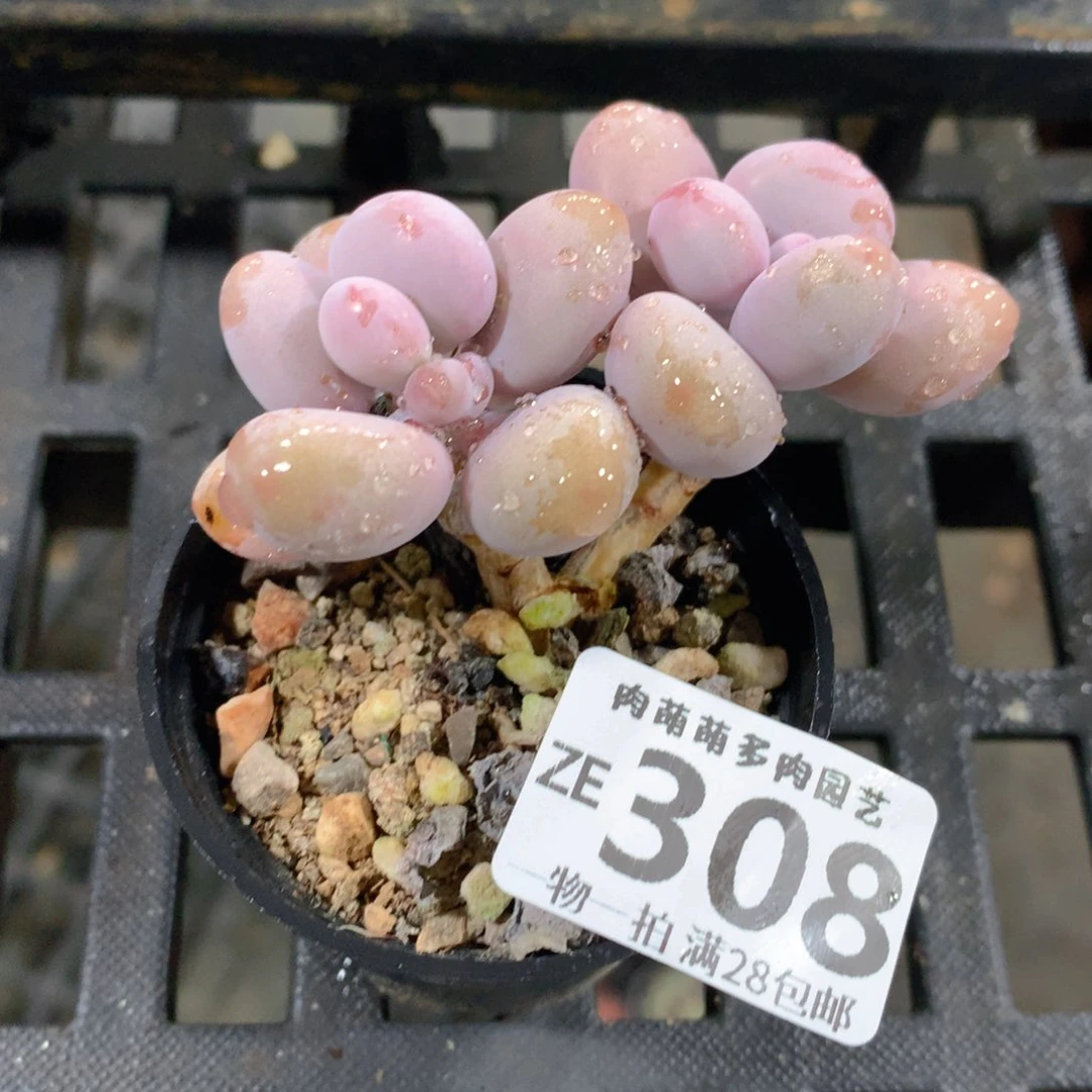 肉萌萌拇指盆精控多肉ZE308