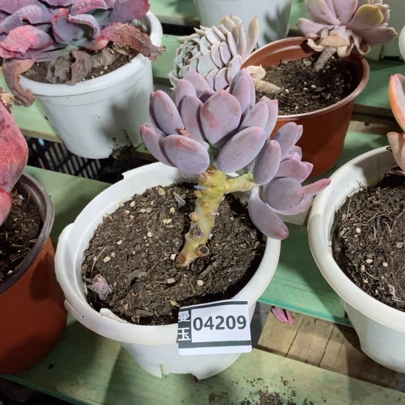 【闪购商品】朗**风多肉长叶月美人04209