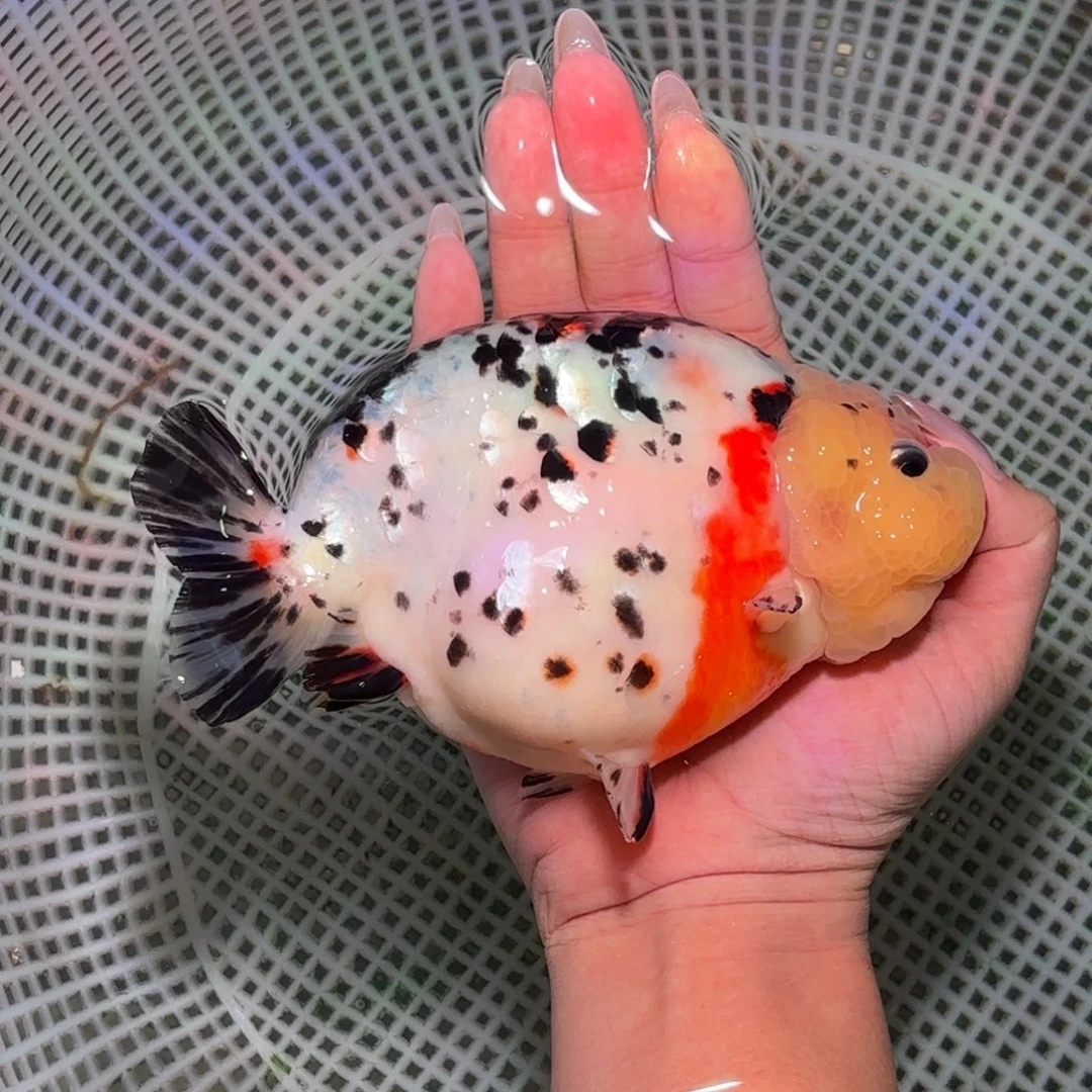 佘***哥金鱼兰寿金鱼活体淡水观赏鱼