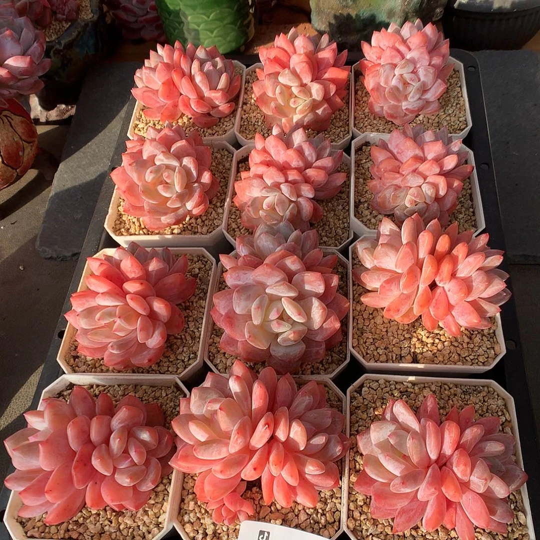 235雪天使3颗多肉植物量拍