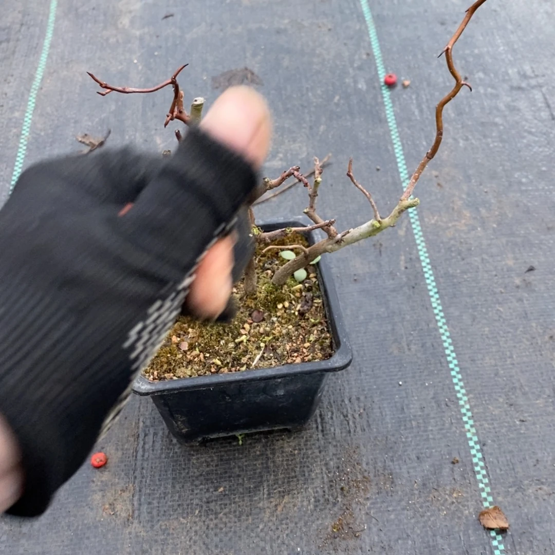 w***f无花朵盆景盆景38