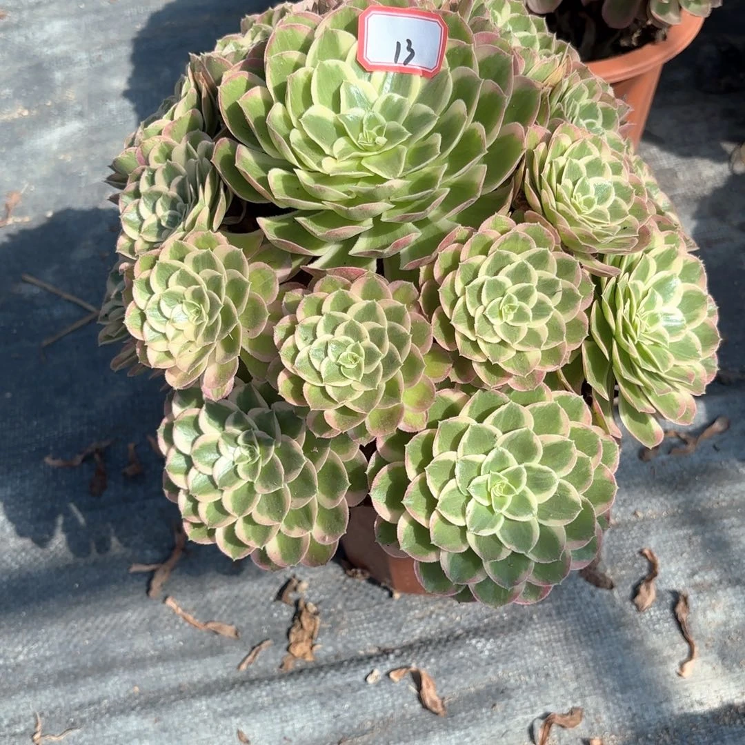 无花朵13孔雀翎多肉植物