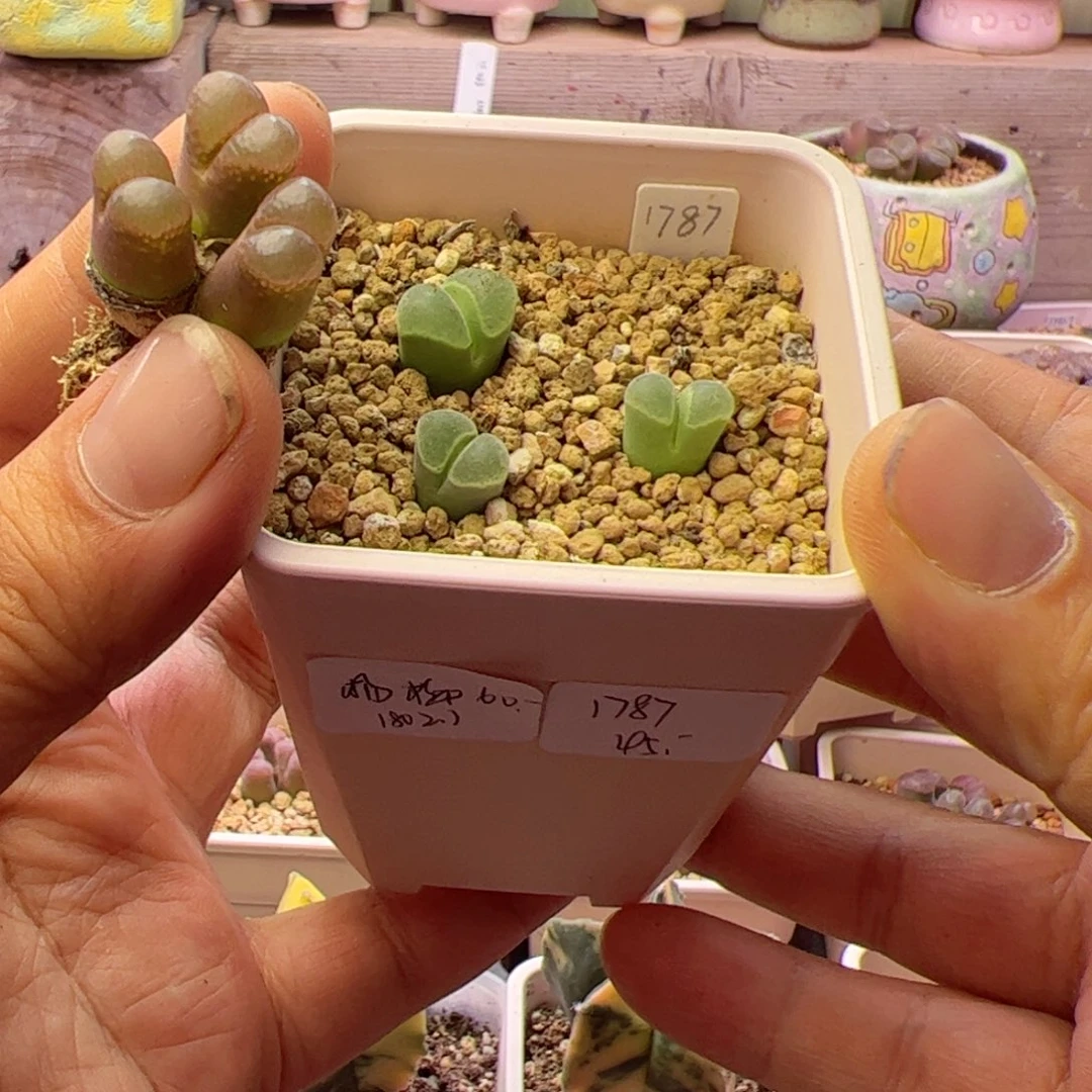 保***师多肉植物风铃1787/1802.1