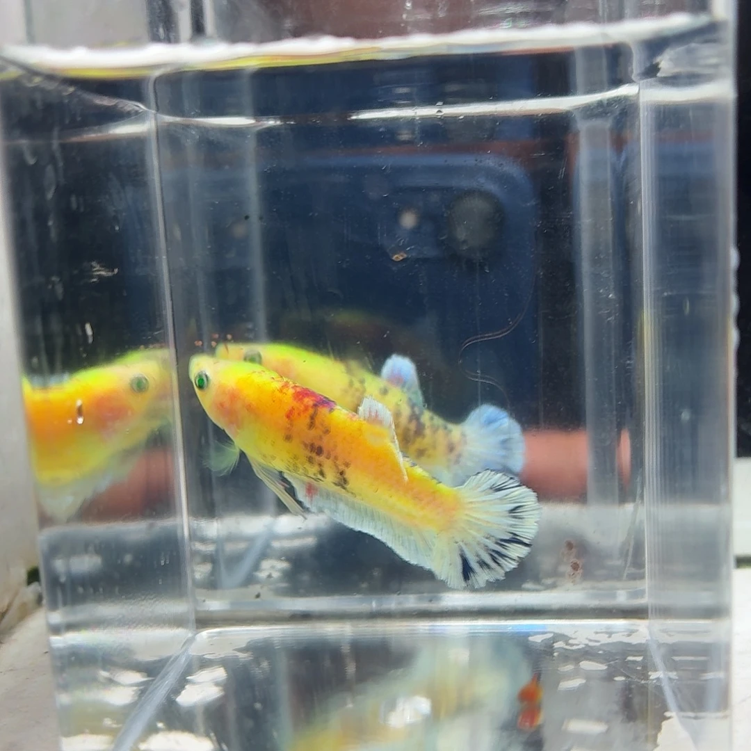 斗鱼泰国斗鱼直播23