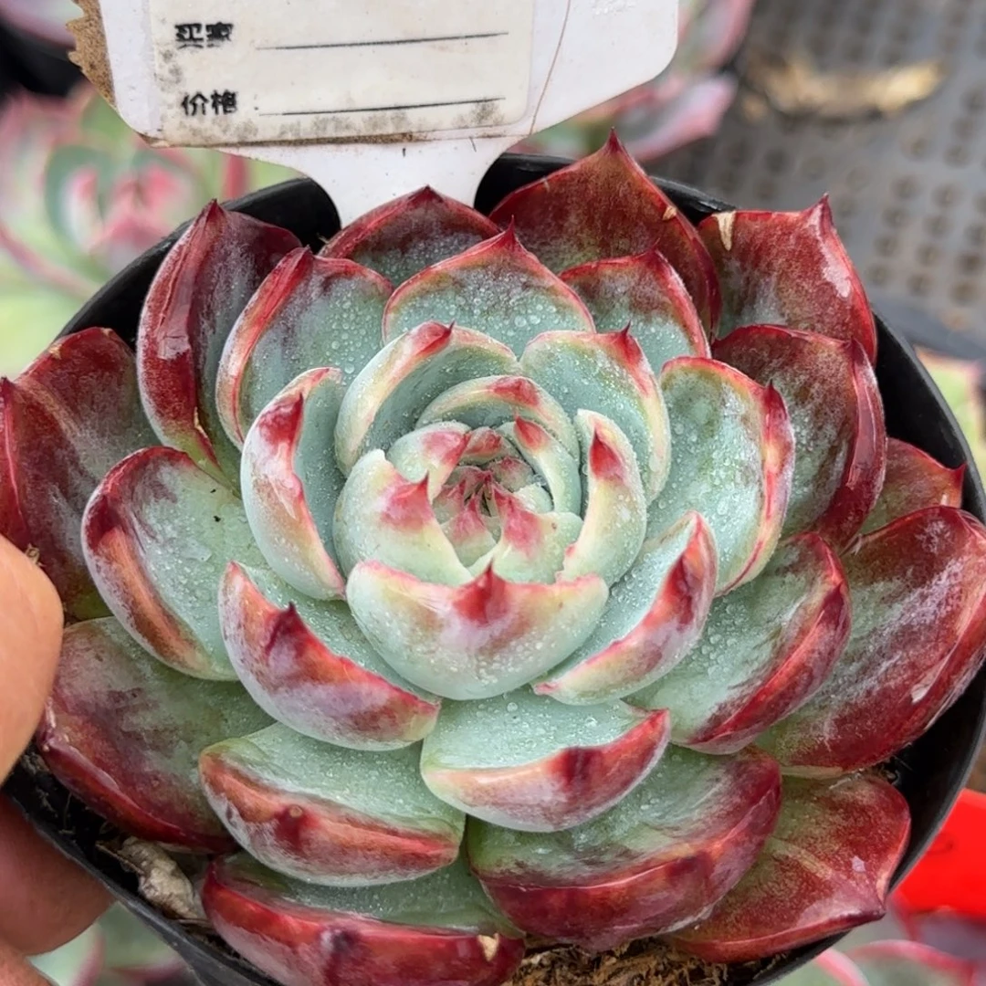 惊鸿一物一拍包装收缩花旱986