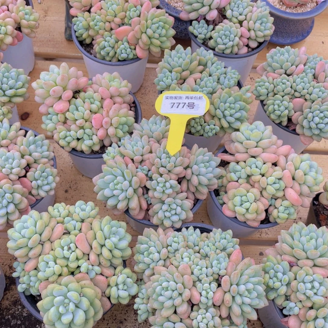 777号 鱼子酱多头大群生一个