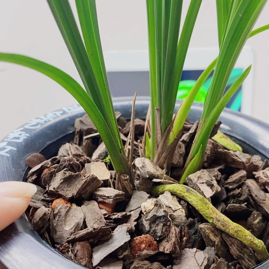 夢***蘭当前无花栽培后可以开花