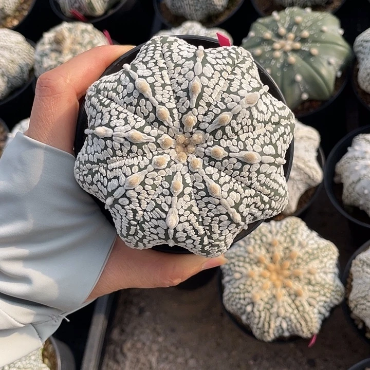 连尤海星超兜特价不退换