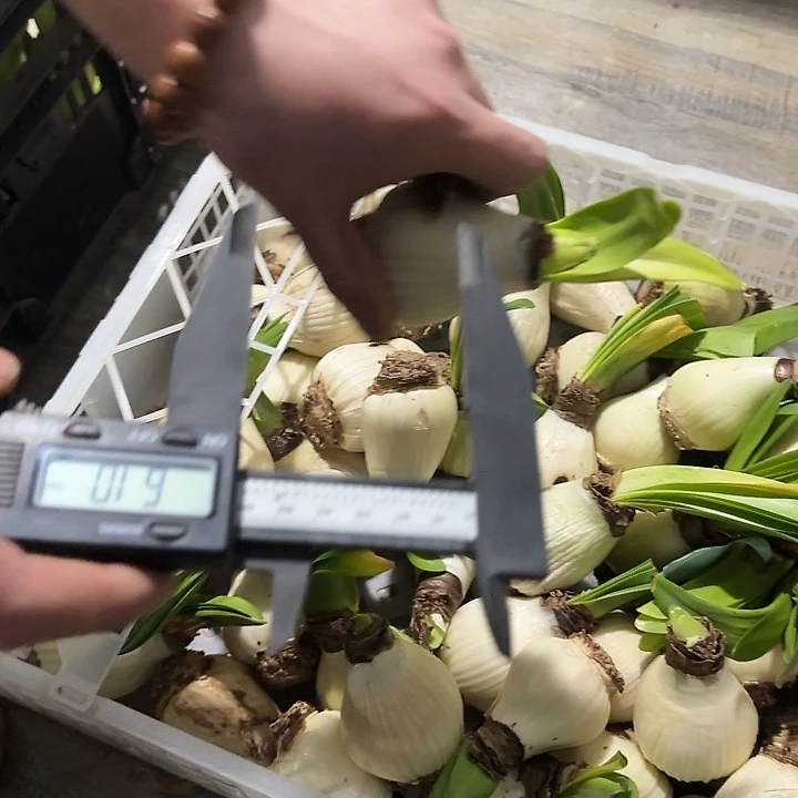 5公分进口球花孔雀福利