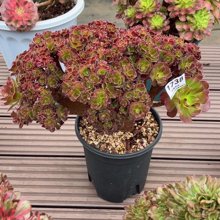 1738梅花魄迪朵朵缀化