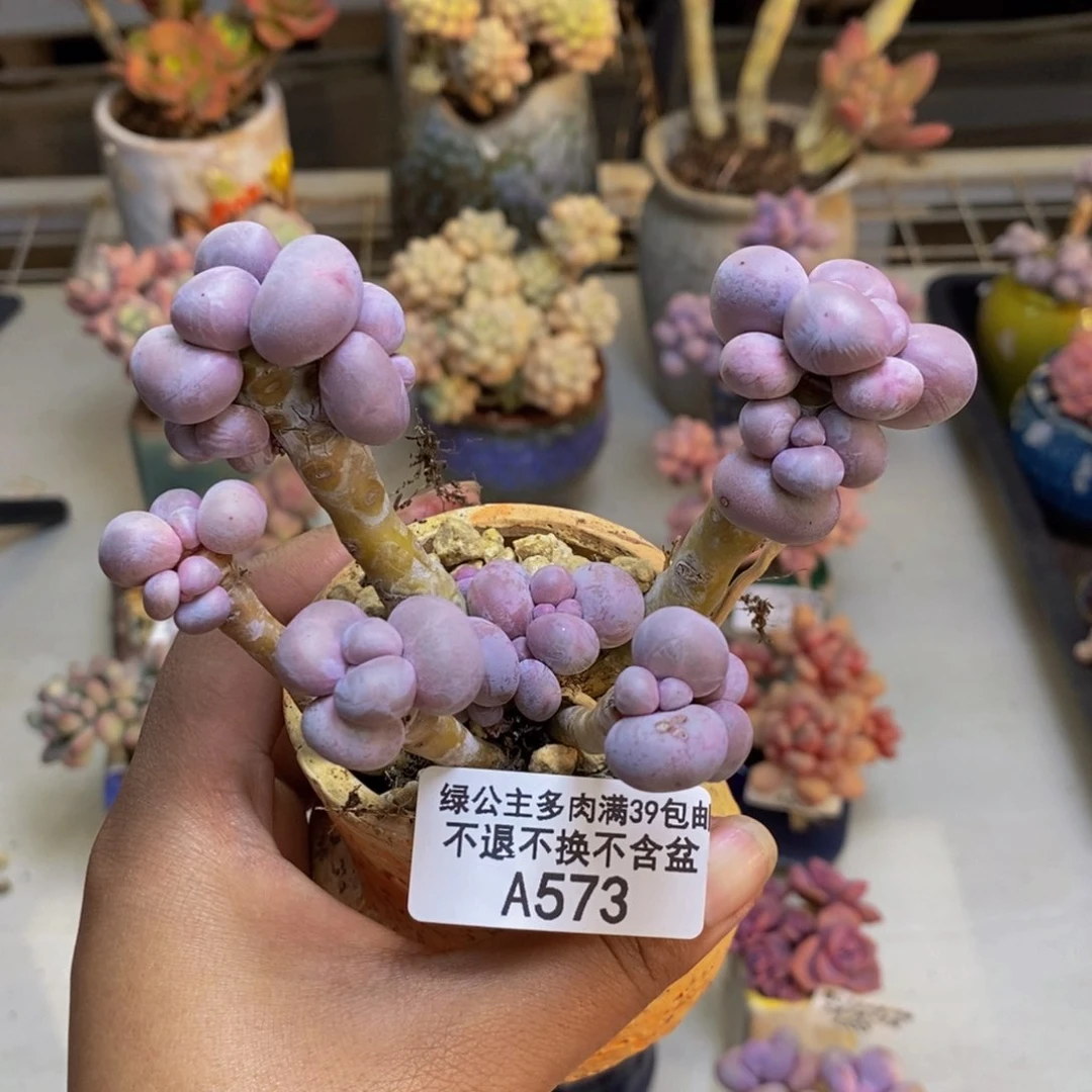 573芭比奶多肉7c m
