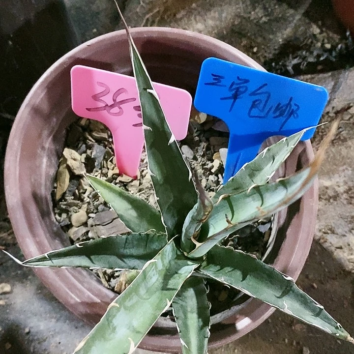 【闪购商品】无花朵龙舌兰格其蓝天