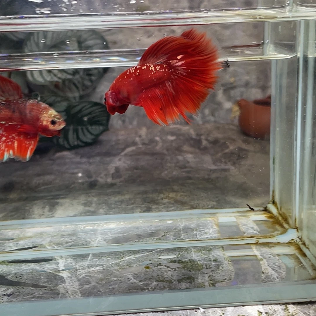 斗鱼育平斗鱼泰国斗鱼