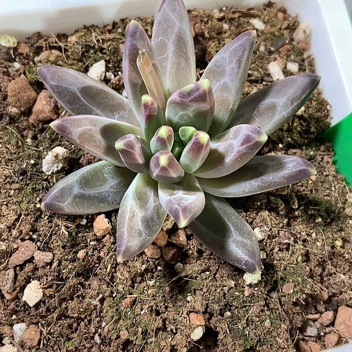 ?*S多肉植物2087多肉