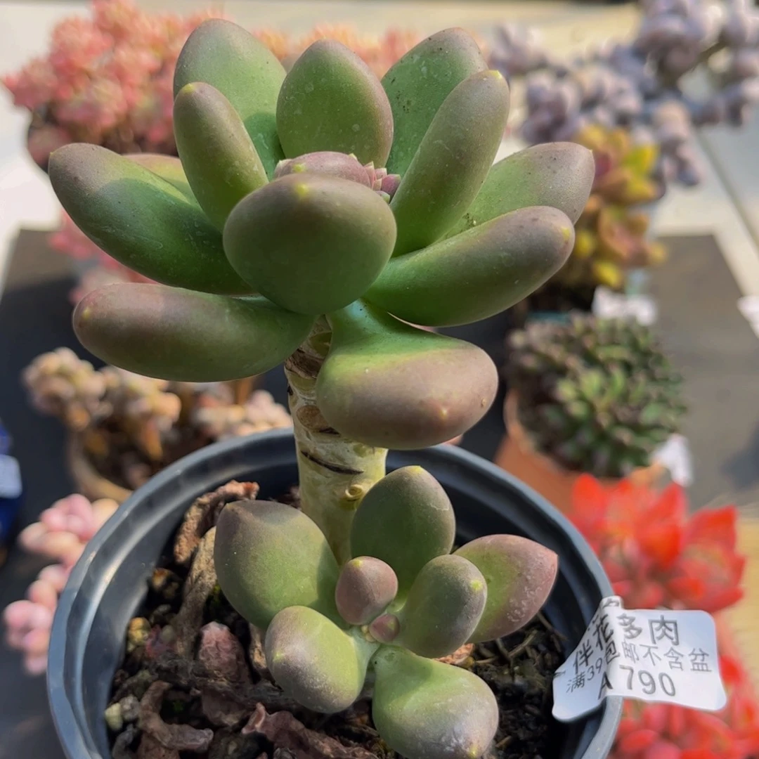 790/9cm芒果奶多肉