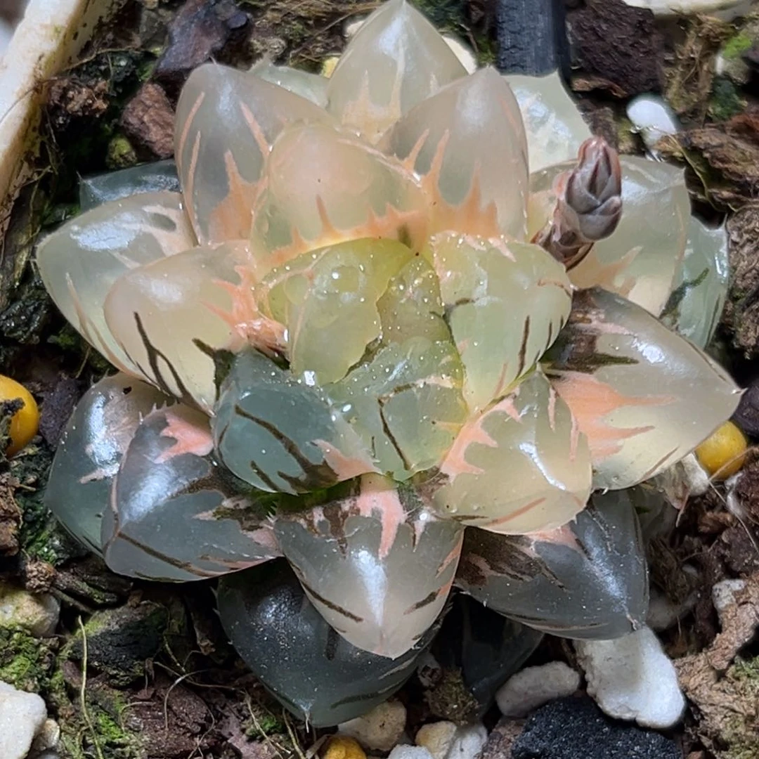 自*恭喜发财大吉大利724