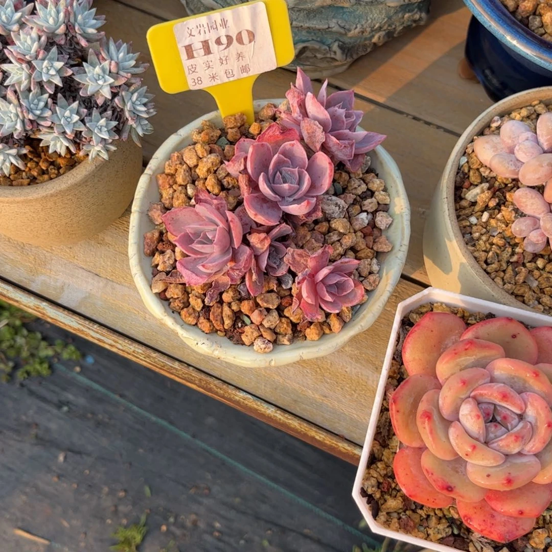 玉*多肉植物1111请客