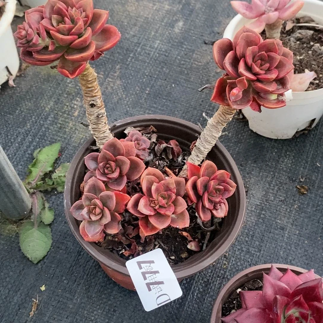 只**盏777巧克力方砖多肉植物