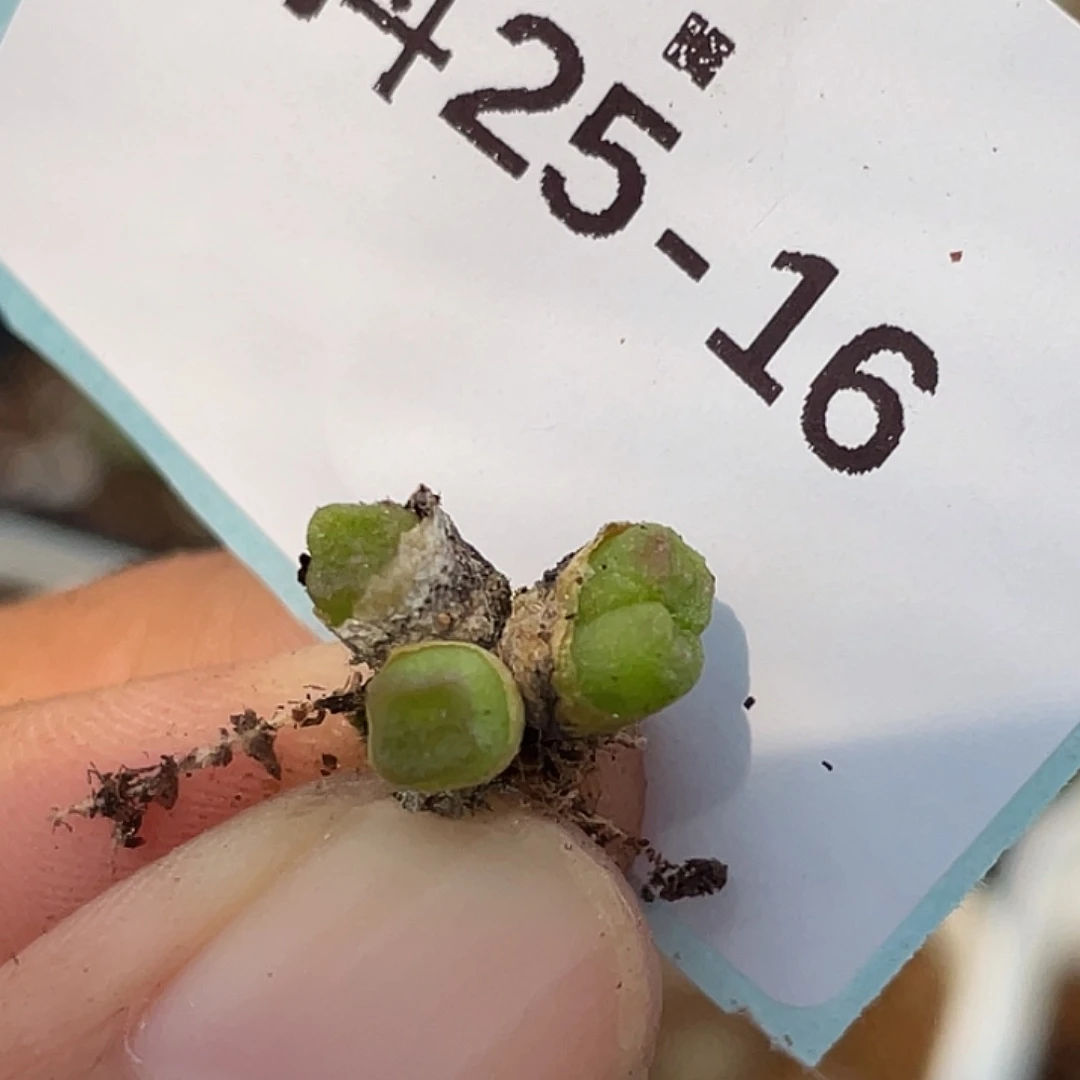 25-16方糖多肉植物