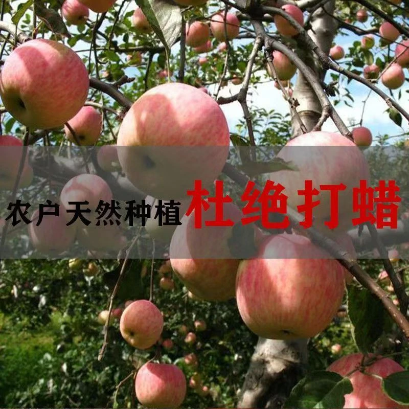 正宗红富士苹果新鲜水果脆甜多汁产地直发包邮