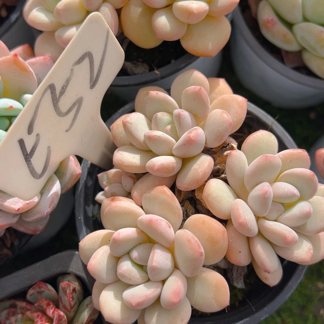 福利来啦打榜啦打